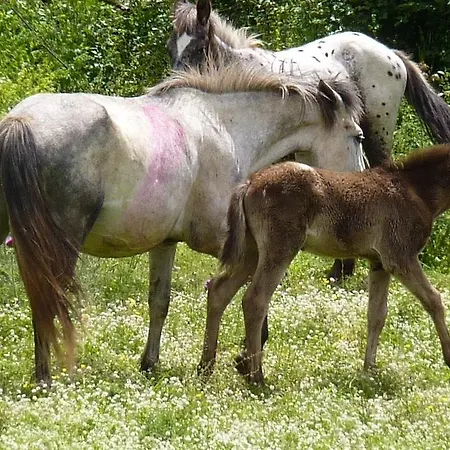 Farm stay San Lorenzo *